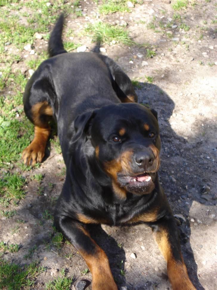 Rottweiler ANTON <3 R.I.P <3 billede 3