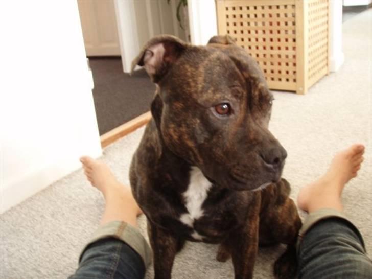 Staffordshire bull terrier Clinton billede 10