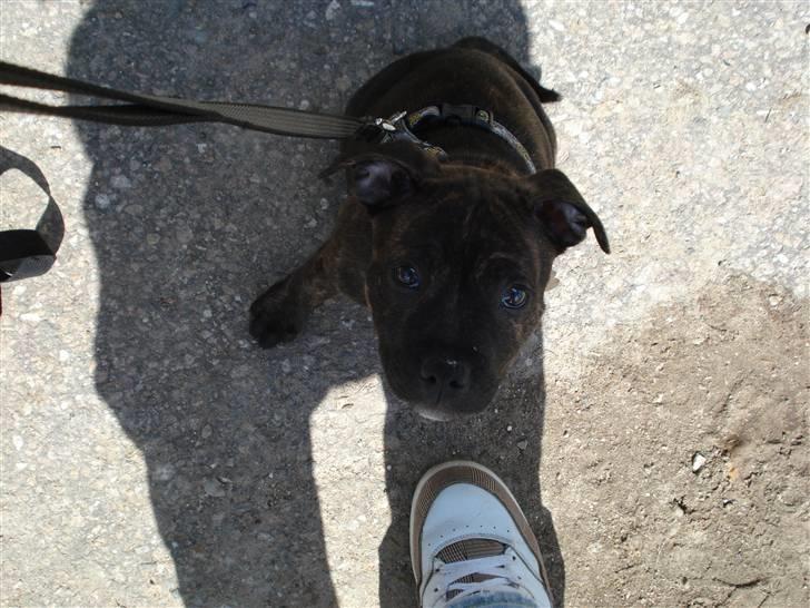 Staffordshire bull terrier Clinton - hallo ta mig nu op...! billede 11