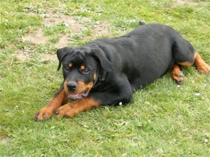Rottweiler ANTON <3 R.I.P <3 - Anton D.10.7-2005 billede 4