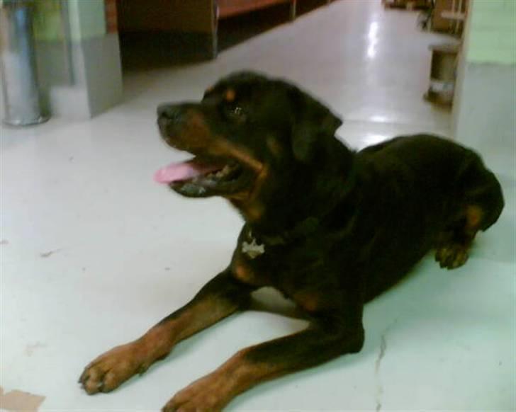Rottweiler ANTON <3 R.I.P <3 billede 5