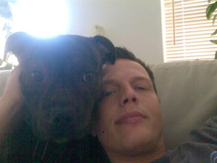 Staffordshire bull terrier Clinton - Clinny og Papa slapper af i sofaen...:) billede 12