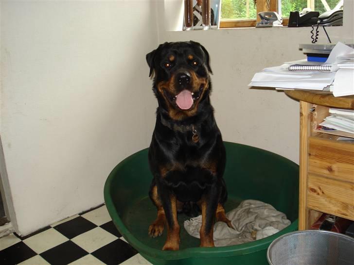Rottweiler ANTON <3 R.I.P <3 - Anton 7.7.2007 billede 6
