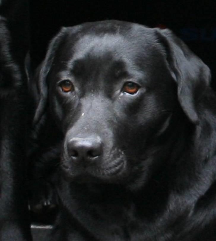 Labrador retriever Birdsong's X-Mas Noughty  - skønne Birdie billede 1