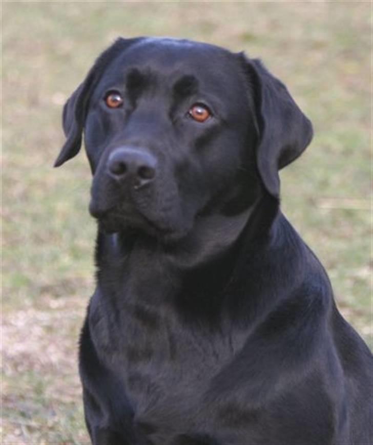 Labrador retriever Birdsong's X-Mas Noughty  - smukke billede 2