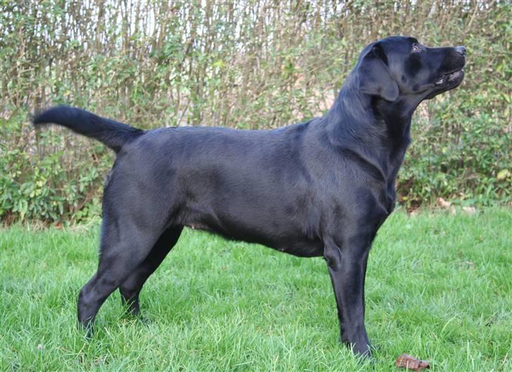 Labrador retriever Birdsong's X-Mas Noughty  billede 3