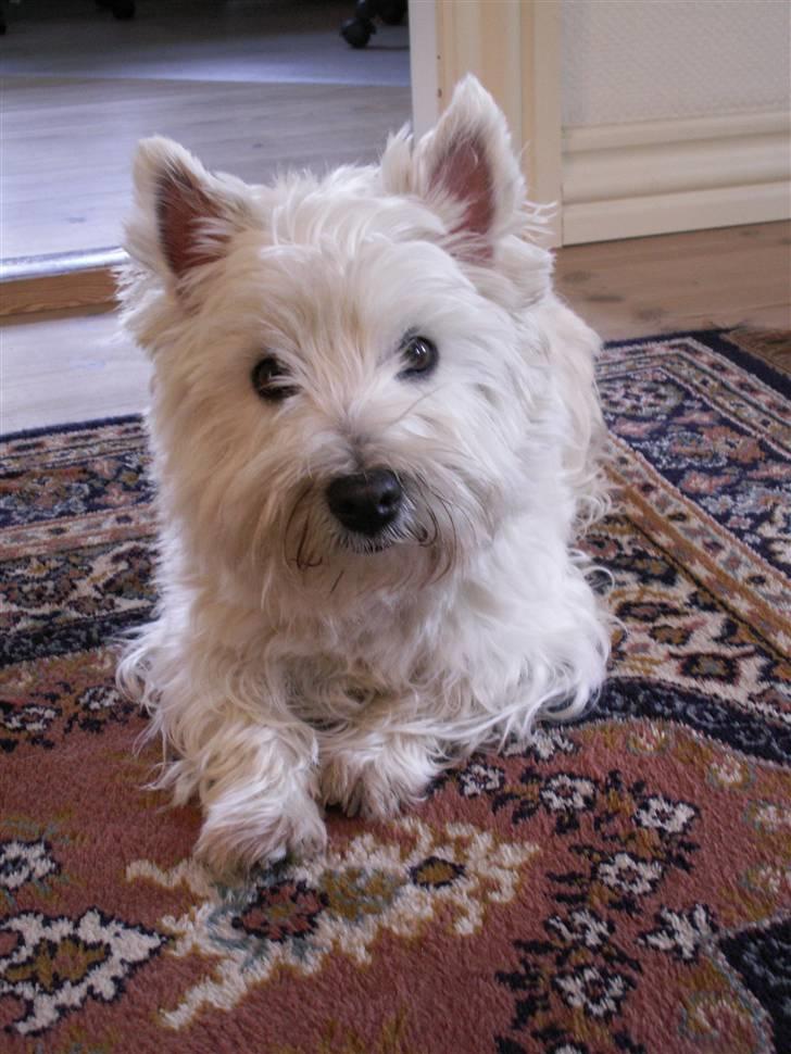 West highland white terrier Soffi - hun er ikke blind, men kan dog alligevel ikke se agurken hehe... billede 1