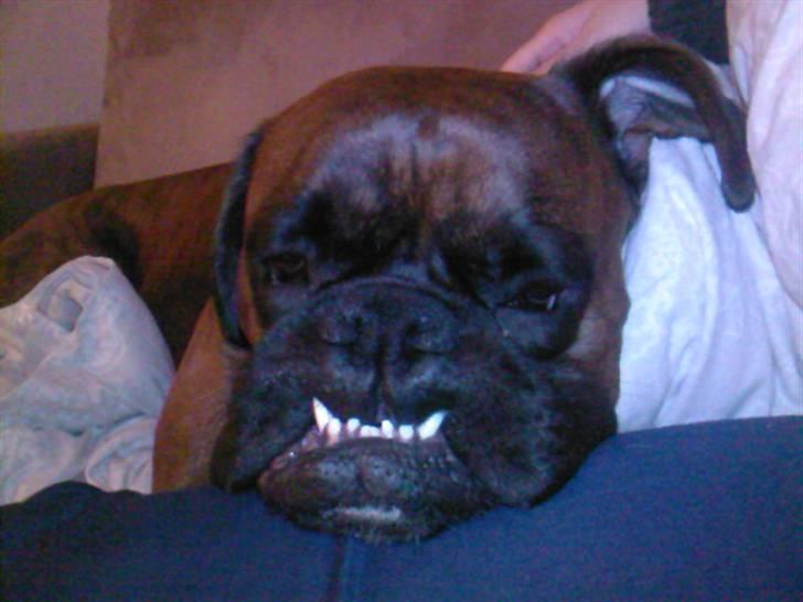 Boxer Eigil - Se mine store bisser! billede 17