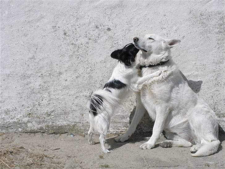 Hvid schæfer Dina forsvundet billede 8