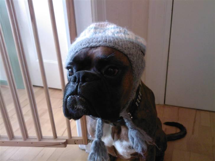 Boxer Eigil - Jeg vil bare så gern på skiferie billede 18