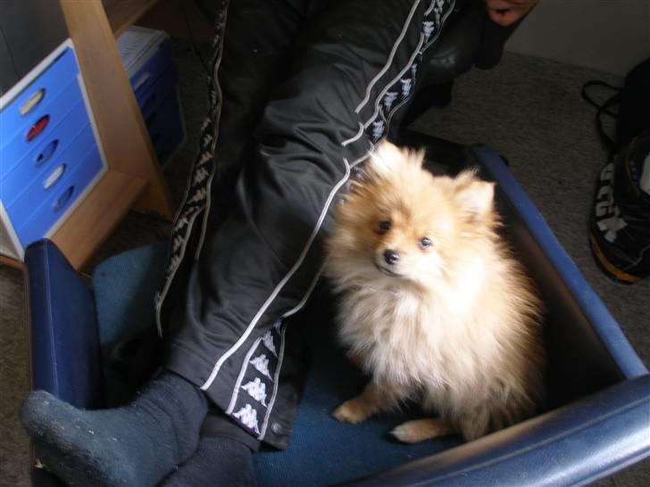 Pomeranian Rosa billede 14