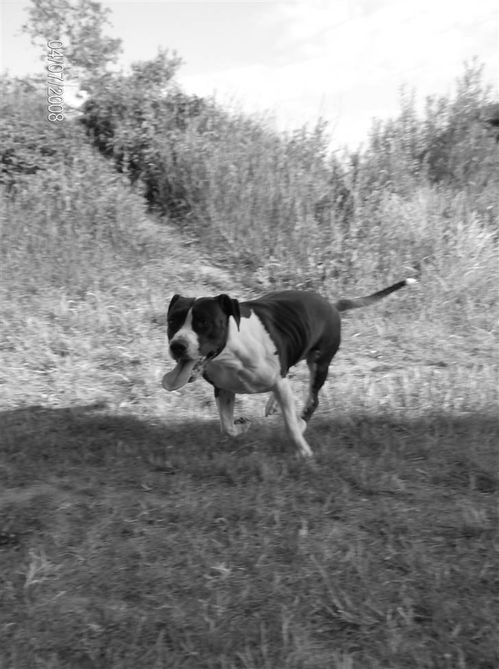 Amerikansk staffordshire terrier Baby billede 6