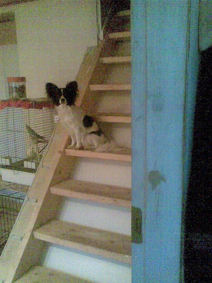 Papillon satan billede 10