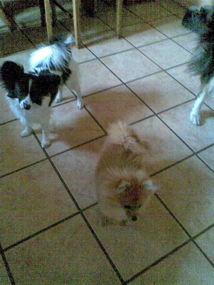 Papillon satan billede 11