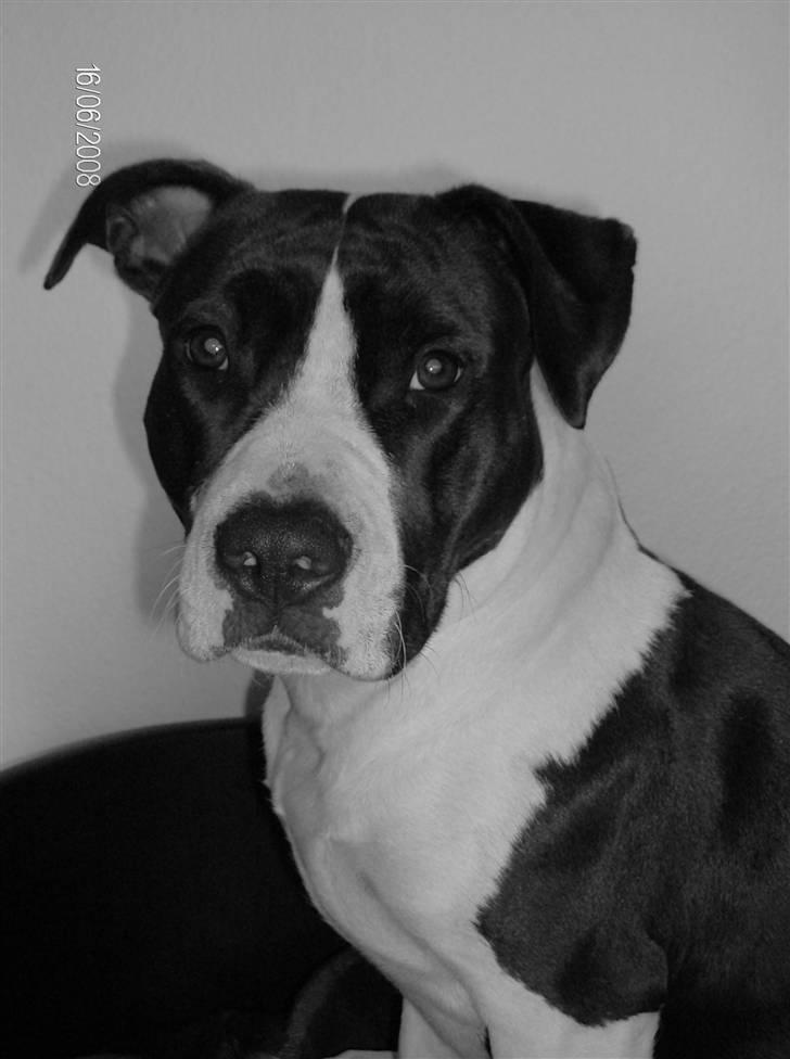 Amerikansk staffordshire terrier Baby billede 7