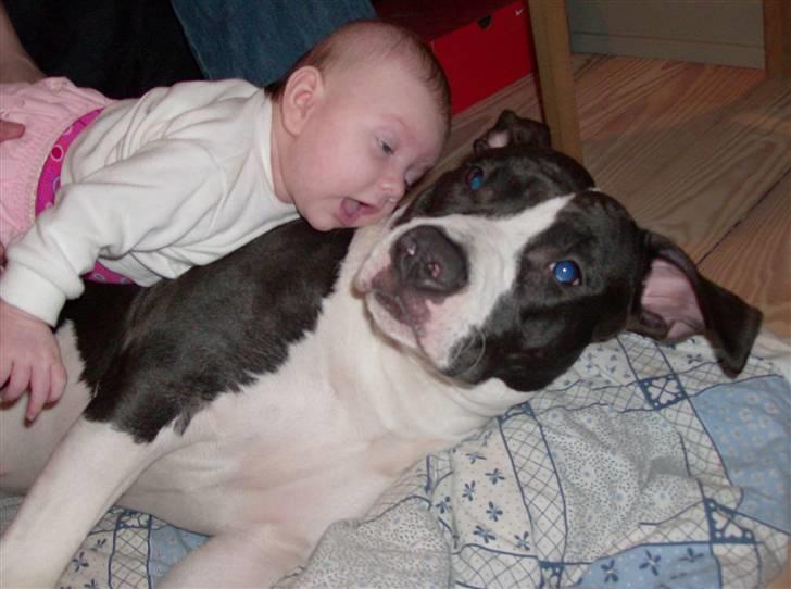 Amerikansk staffordshire terrier Baby billede 8