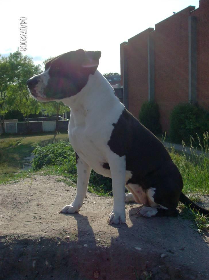 Amerikansk staffordshire terrier Baby billede 9