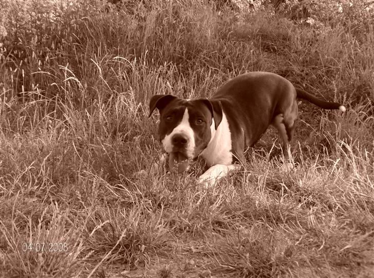 Amerikansk staffordshire terrier Baby billede 10