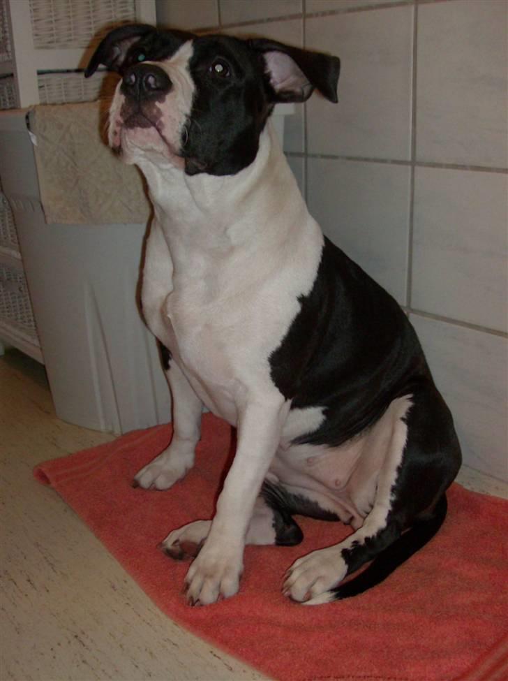 Amerikansk staffordshire terrier Baby billede 11