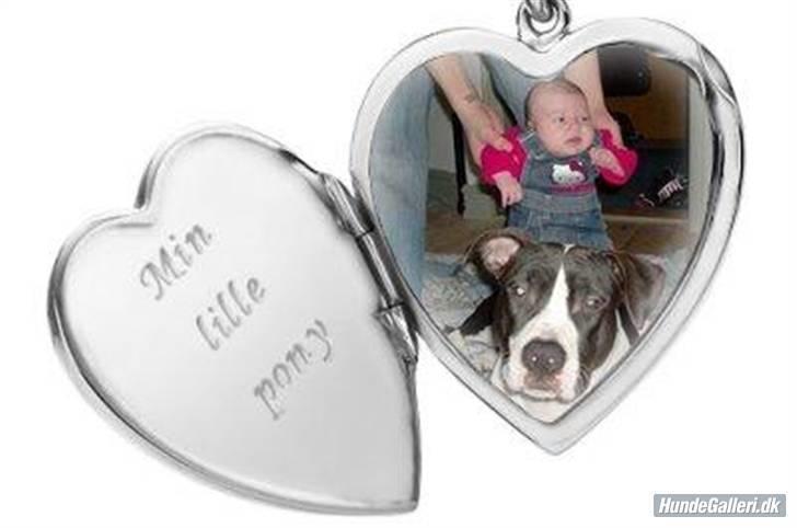 Amerikansk staffordshire terrier Baby billede 12