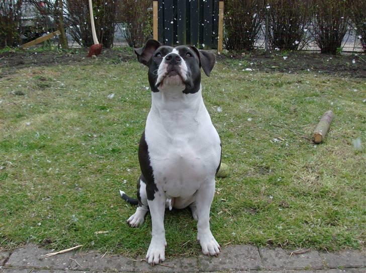 Amerikansk staffordshire terrier Baby billede 13