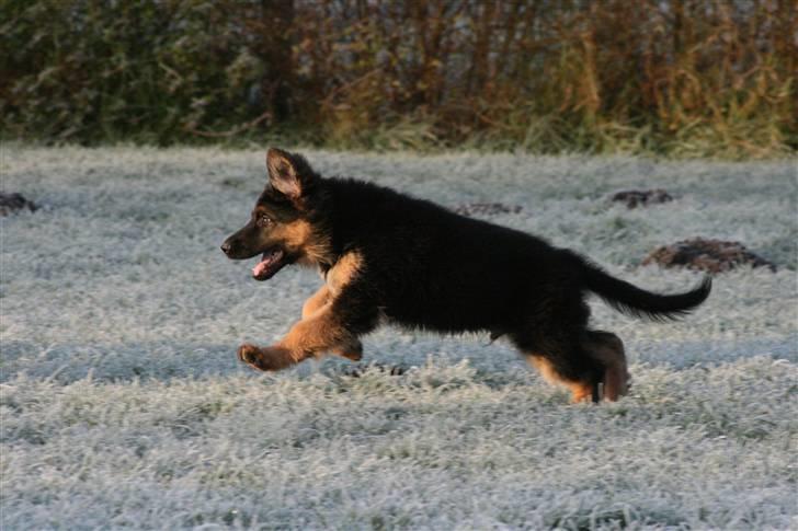Schæferhund Odin R.I.P. - jubii lege billede 16