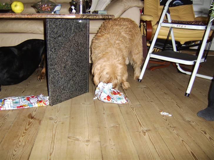 Basset fauve de bretagne baloo - Er lige ved at åbne sin julegave billede 19