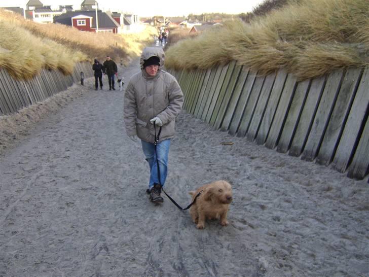 Basset fauve de bretagne baloo - Det blæser en del her ved vesterhavet billede 20
