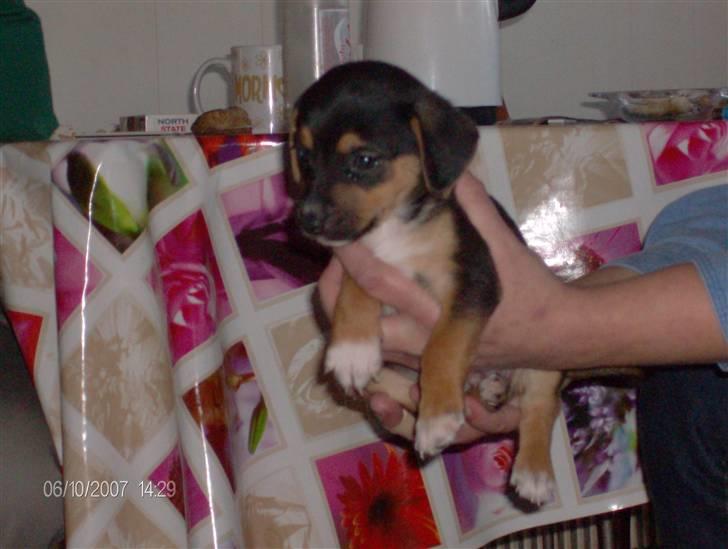 Dansk svensk gaardhund King billede 1