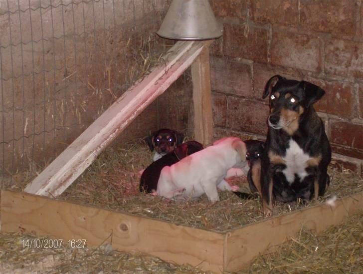 Dansk svensk gaardhund King - Lille King der stikker hovedet op .. billede 3