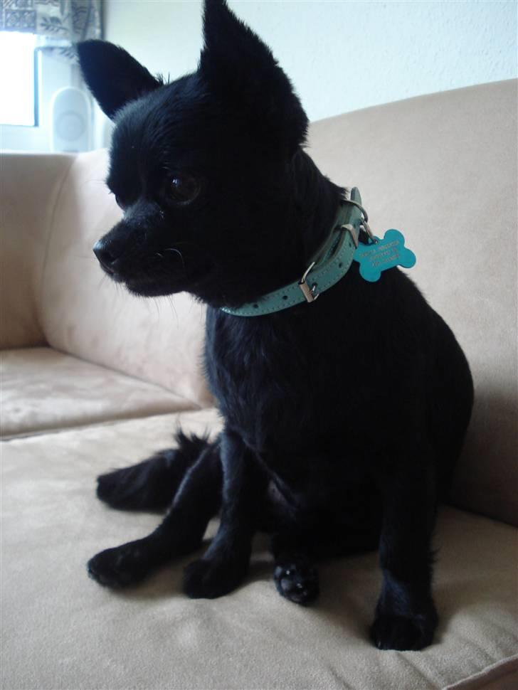 Chihuahua Birkedals Hej Du Lille billede 1