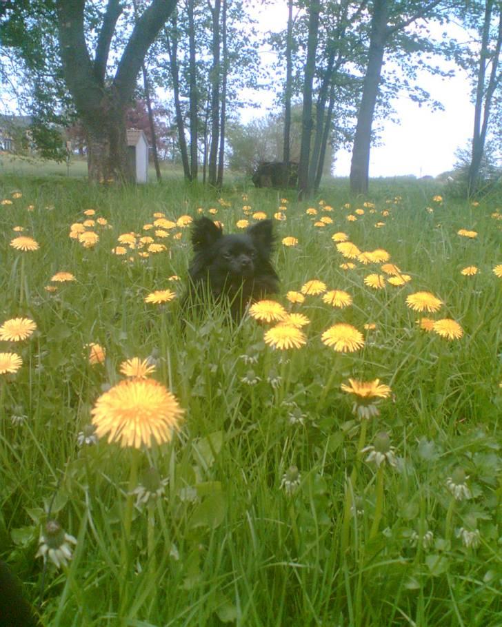 Chihuahua Birkedals Hej Du Lille - En dejlig varm sommerdag (; billede 2