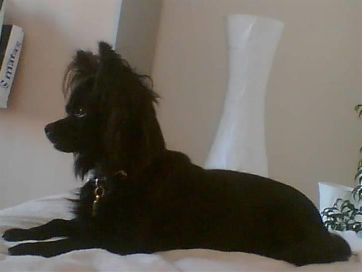 Chihuahua Birkedals Hej Du Lille billede 3