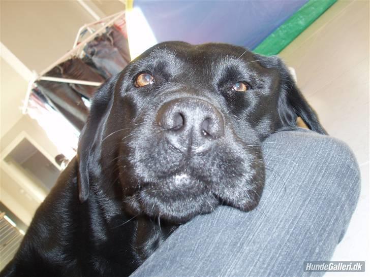 Labrador retriever sara - Så træt jeg er<33 haha xD billede 14