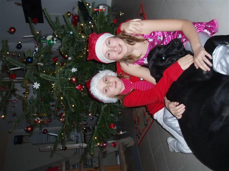 Labrador retriever sara - <3 til jul skulle der også tages billeder. :) billede 15