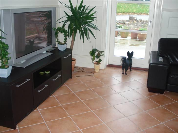 Chihuahua Birkedals Hej Du Lille billede 4