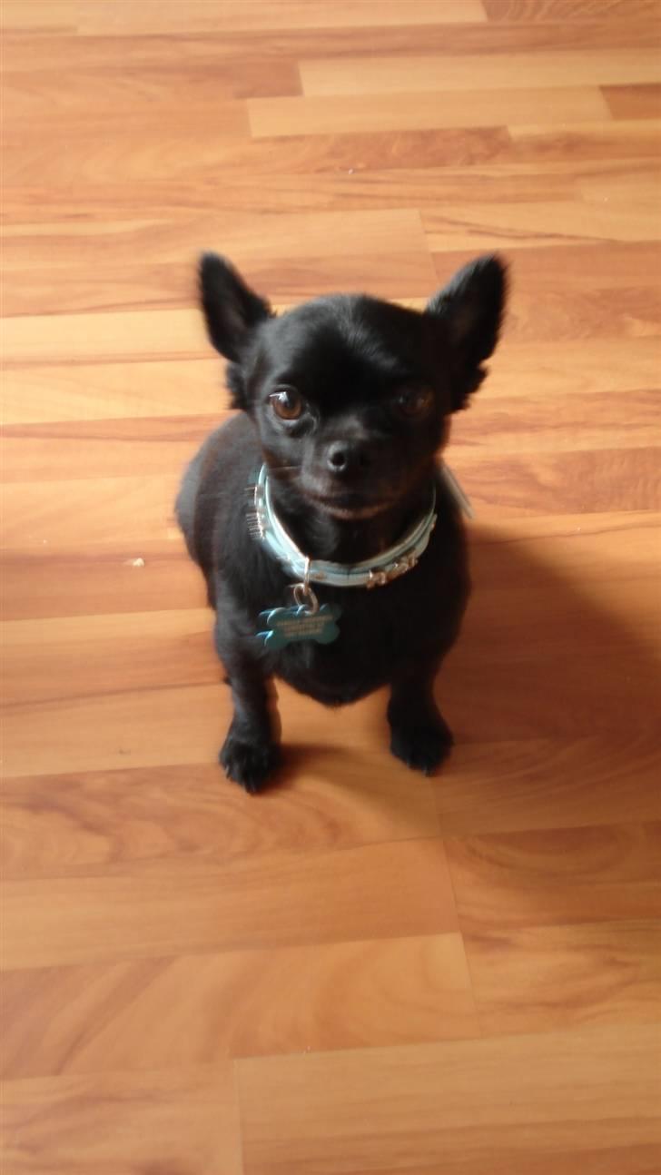 Chihuahua Birkedals Hej Du Lille billede 5