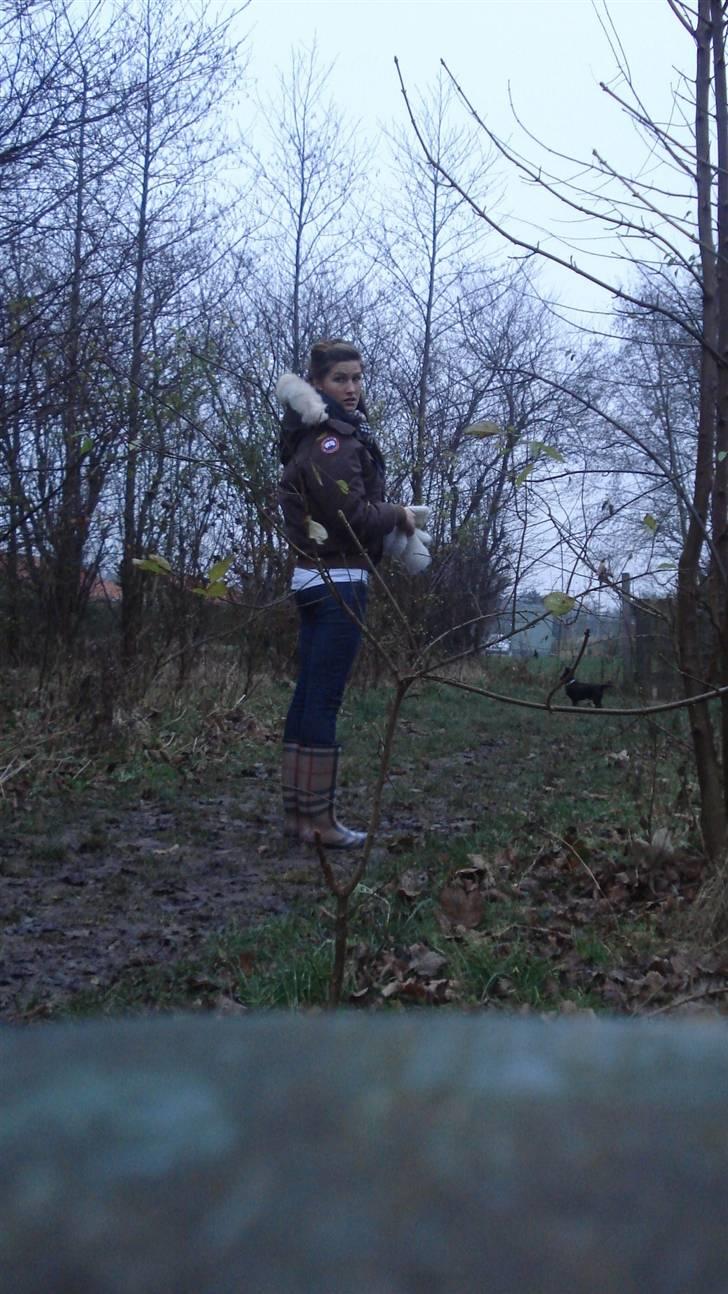 Chihuahua Birkedals Hej Du Lille - En kold efterårsdag i "Hundeparken" billede 6