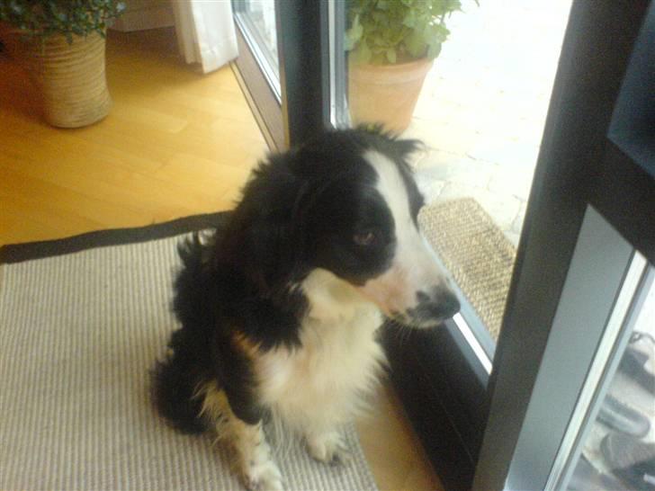 Border collie Thia - Hun vil udenfor :P billede 1