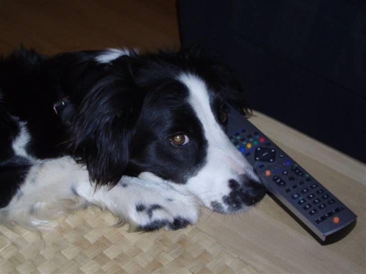 Border collie Thia - Er hun ikke sød billede 2