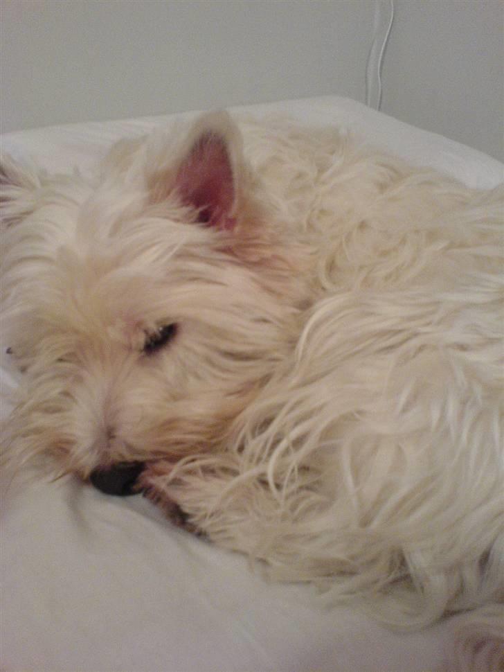 West highland white terrier Soffi - en heldig hund, får lov at ligge og tage en morfar på sengen billede 2