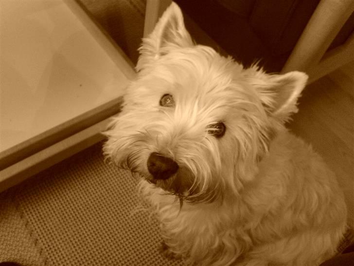 West highland white terrier Soffi billede 3