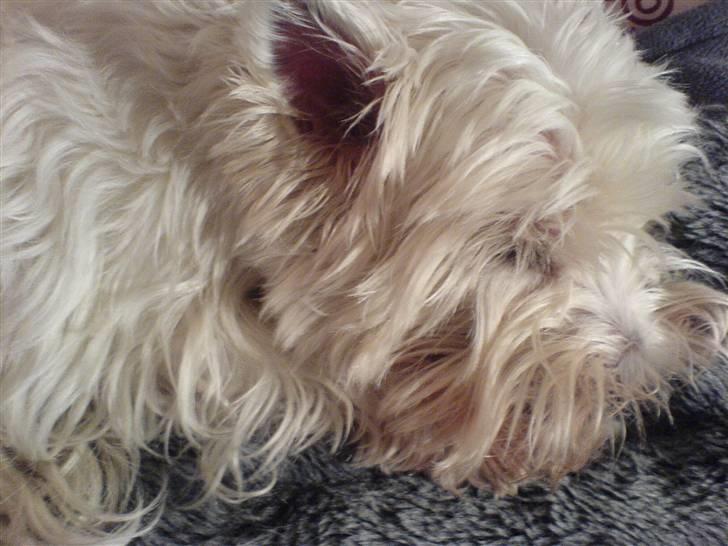 West highland white terrier Soffi billede 4