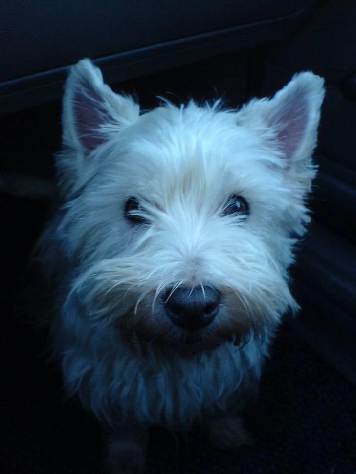 West highland white terrier Soffi - altid frisk på en køretur billede 5
