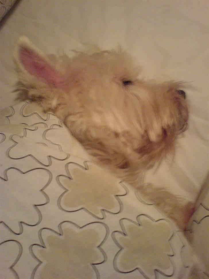 West highland white terrier Soffi billede 6