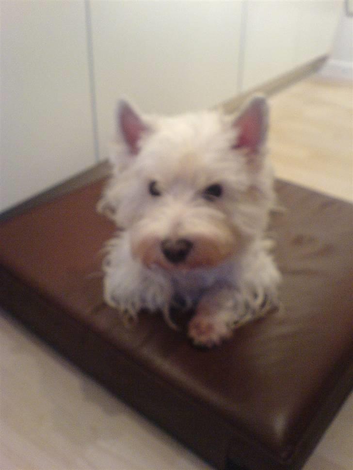 West highland white terrier Soffi billede 7