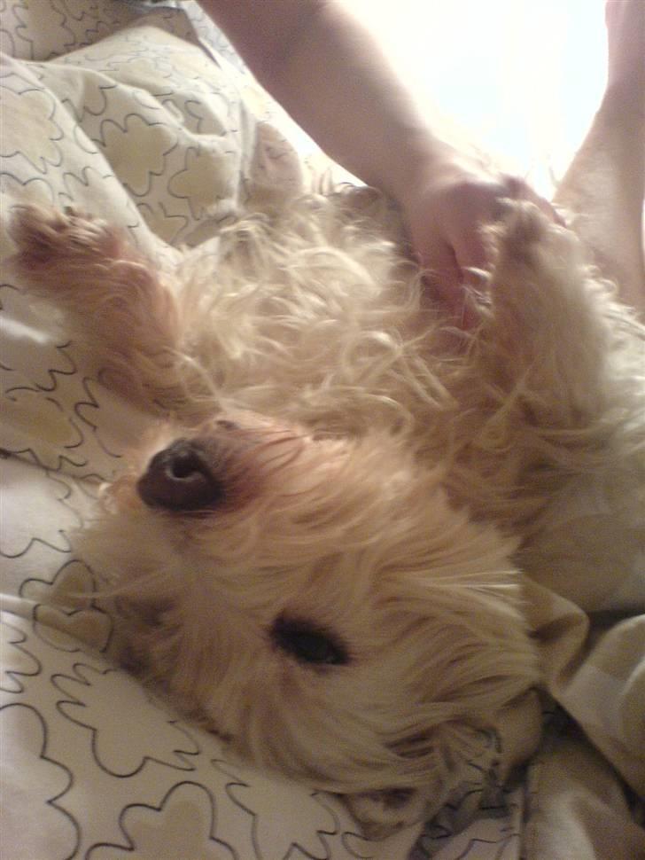 West highland white terrier Soffi - en af hendes mange daglige klø-ture på maven :) billede 8