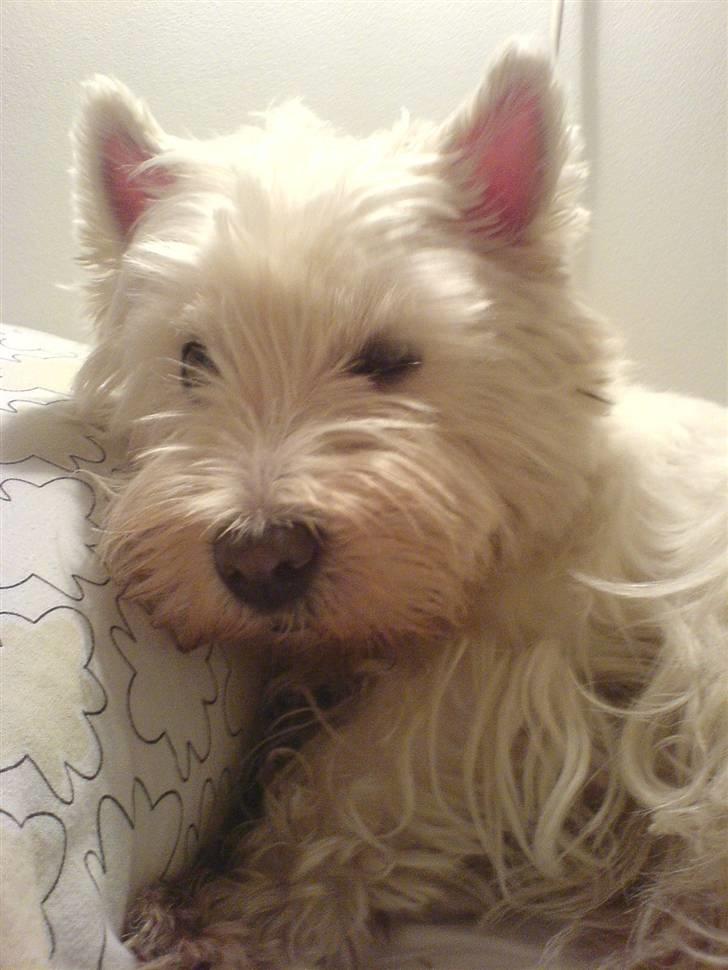 West highland white terrier Soffi billede 9