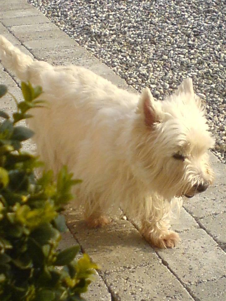 West highland white terrier Soffi billede 10