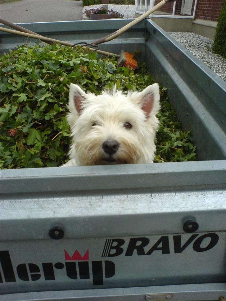 West highland white terrier Soffi - jah, hvad skal jeg sige, hun er der hvor det hele sker :P billede 11